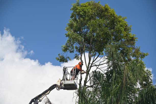 How Our Tree Care Process Works  in  Montgomery, MN